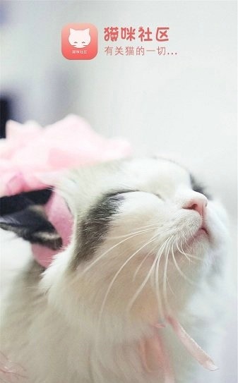 猫咪社区免费版